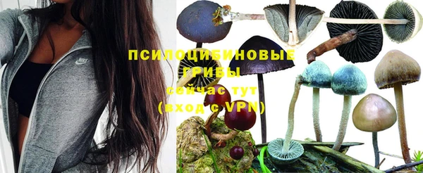 шишки Пересвет